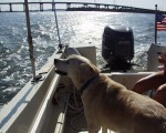 Dogs love boats