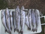 Hatteras Whiting