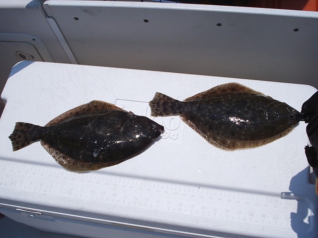 15.5" and 14.5" flounder