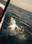 shark fishing. 20 miles south of Moriches inlet in a 17' Boston Whaler..... Can't wait to do it in a v20.  