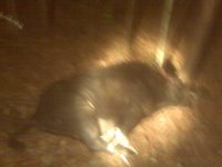 big sow1.jpg