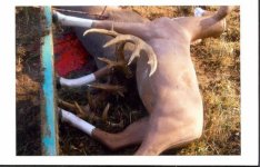 deer3a.jpg
