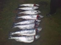 salmon ilwaco 09.jpg