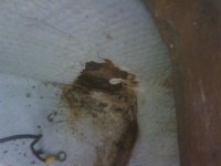 IMG00111-20100724-1649.jpg