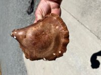IMG_0591.jpg