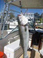 striper27lb_20101010_005.jpg