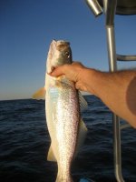 weakfish2lb_20101009_001.jpg