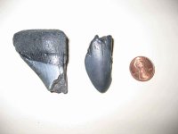 sharkteeth1.jpg