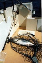 9.5 lb Skipjack.jpg