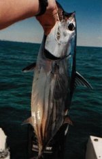 Skipjack.jpg