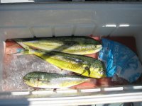 Offshore trip_20110731_009_2_1.jpg