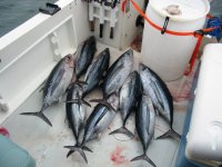 A few tuna 9 8 10.jpg