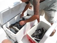 2012_seabass 001.jpg