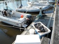 2012_seabass 006.jpg
