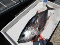 Bluefin_2012 020_5_1.jpg