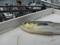 2012_07_Mahi 016.jpg