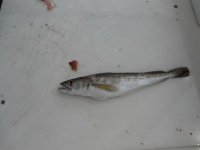 whiting.jpg