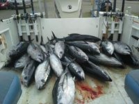 wp tuna july 13.jpg