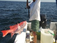 cobia-snapper-drone-Greef1.jpg