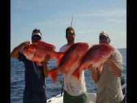 cobia-snapper-drone-Greef2.jpg