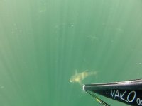 cobia-snapper-drone-Greef3.jpg