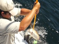 cobia-snapper-drone-Greef.jpg
