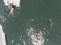 cobia-snapper-drone-Greefb.jpg