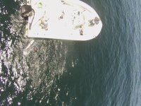 cobia-snapper-drone-Greefd.jpg