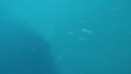 underwater mahi1.jpg