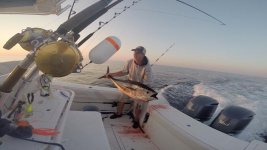 Sunset Tuna Mark.jpg