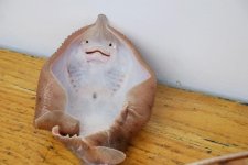 skate.jpg