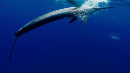 white marlin 2016.jpg