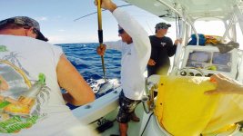 skipjack.jpg