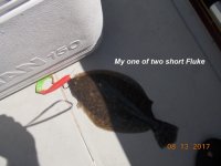08.13.2017 - My one of two short Fluke.JPG