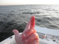 10.08.2011 - Bluefish bite.jpg