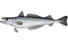silver_hake.jpg