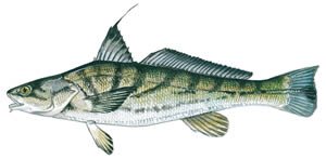 kingfish.jpg