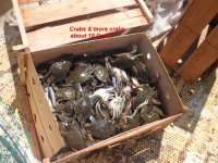 08.26.2011 - Naversink crabs 10 dozen.JPG