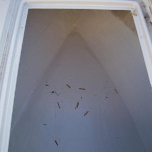 1994 WELLCRAFT V20 (9)gelcoat new floor and locker sides now looks better than new