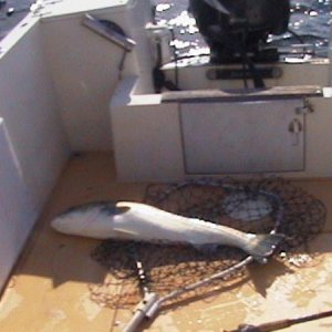 just another 25 LB Striper
