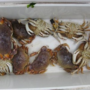 Crab On!
