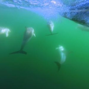 V20 hull dolphins
