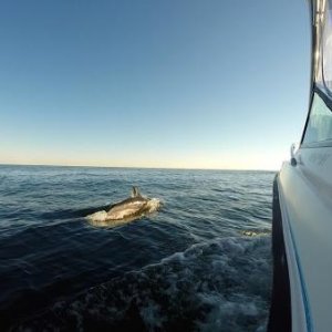 Steplift dolphin