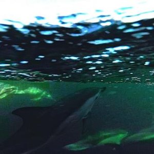 dolphins1