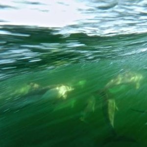 dolphins2