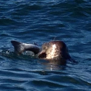 seal