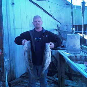 11/23/08 stripers. the two biggest that i got. getting ready to cut them up