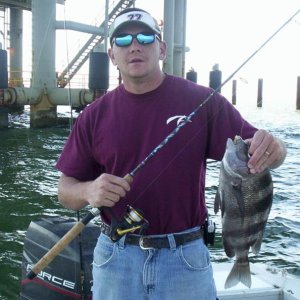sheepshead 