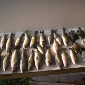 bass2 