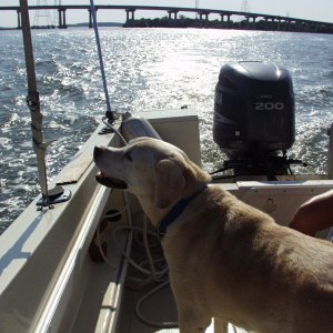 Dogs love boats